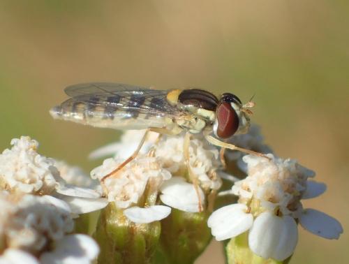 Sphaerophoria sp.